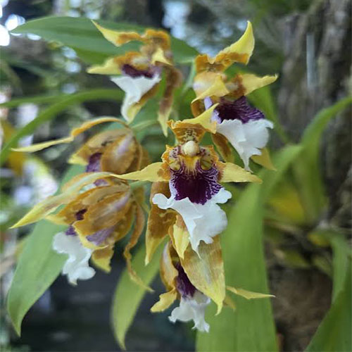 Oncidium Shelob Jumbo Oncidium Shelob Jumbo